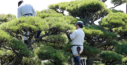 ビルの植木剪定サービス